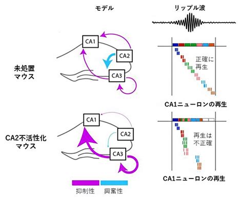 海馬回|小さな海馬CA2領域が記憶の固定に果たす大きな役割。